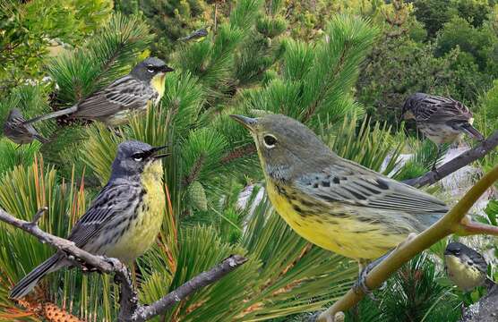 Image of Kirtland's Warbler