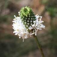 Image of Dalea carnea var. albida (Torr. & A. Gray) Barneby