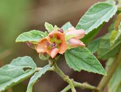 Image of Buddleja tubiflora Benth.