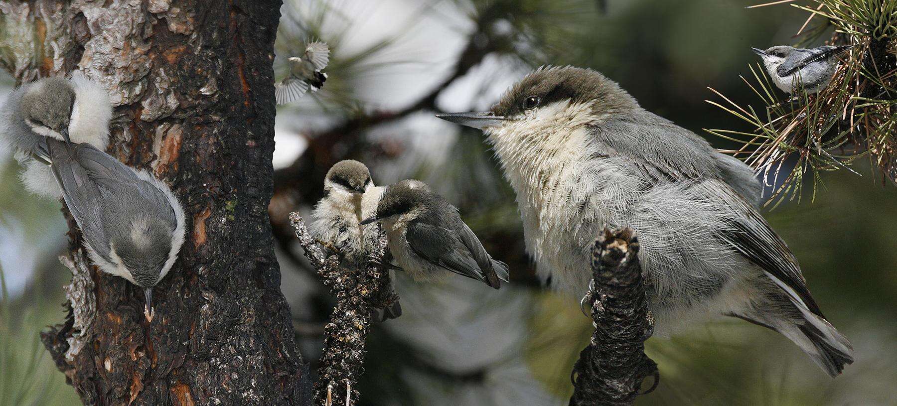 Image of Pygmy Nuthatch