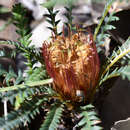 Image of Banksia dallanneyi A. R. Mast & K. R. Thiele