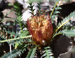 Image of Banksia dallanneyi A. R. Mast & K. R. Thiele