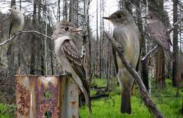 Image of Western Wood Pewee