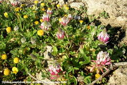 Image of Trifolium pamphylicum