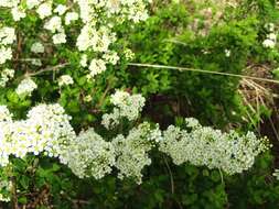 Image of Spiraea media Franz Schmidt