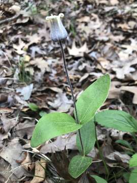 Plancia ëd Clematis ochroleuca