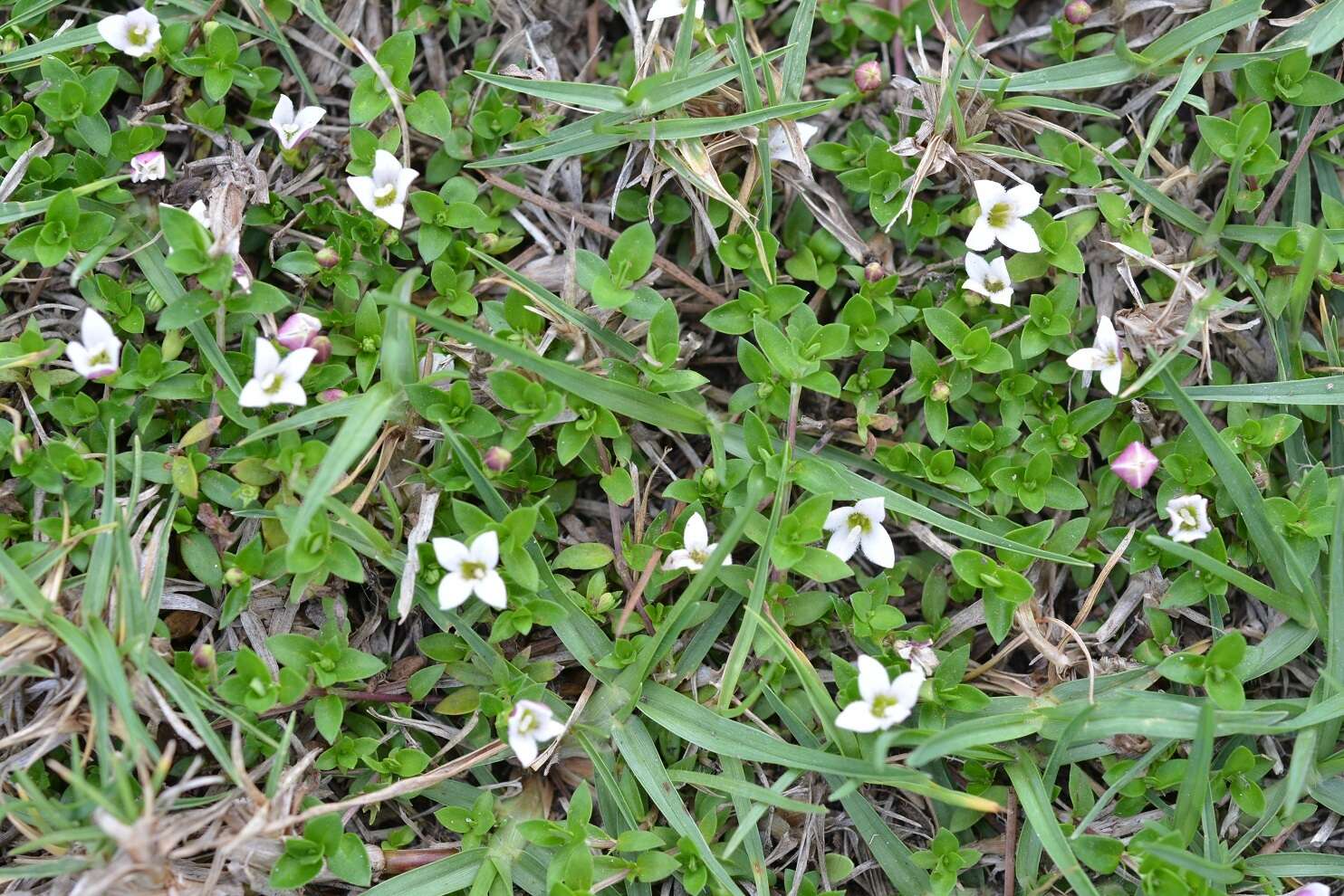 Image of Arcytophyllum serpyllaceum (Schltdl.) Terrell