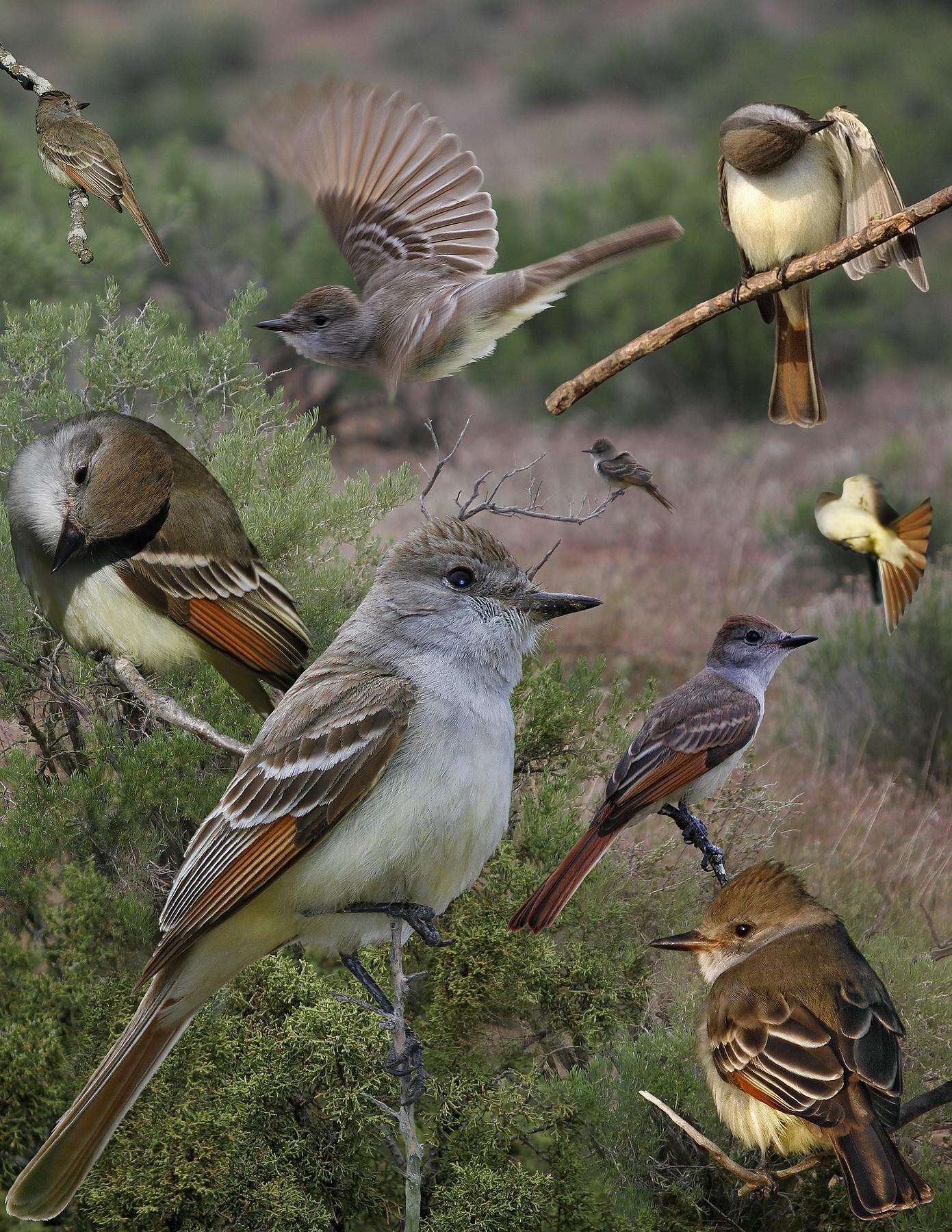 Image of Ash-throated Flycatcher