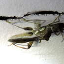 Image of Texas Bow-legged Bug