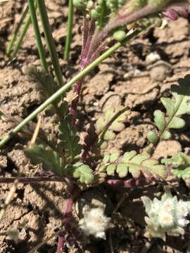 Phacelia affinis A. Gray的圖片