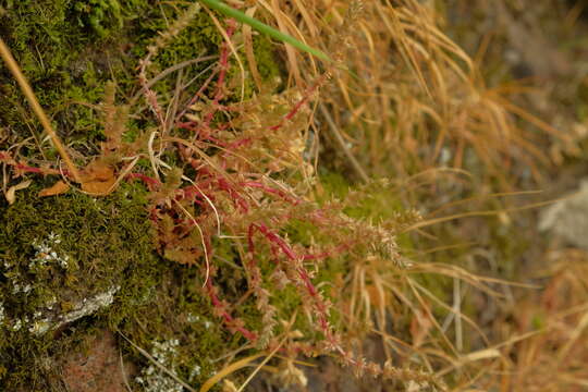 Crassula sieberiana (Schultes & J. H. Schultes) Druce resmi