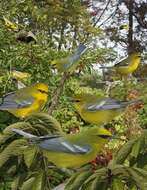 Image of Blue-winged Warbler