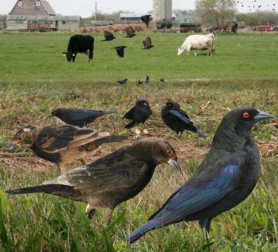 Image of Bronzed Cowbird