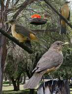 Image of Clay-colored Robin