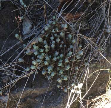 Image of Sedum brevifolium DC.