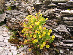 Imagem de Saxifraga seguieri Sprengel