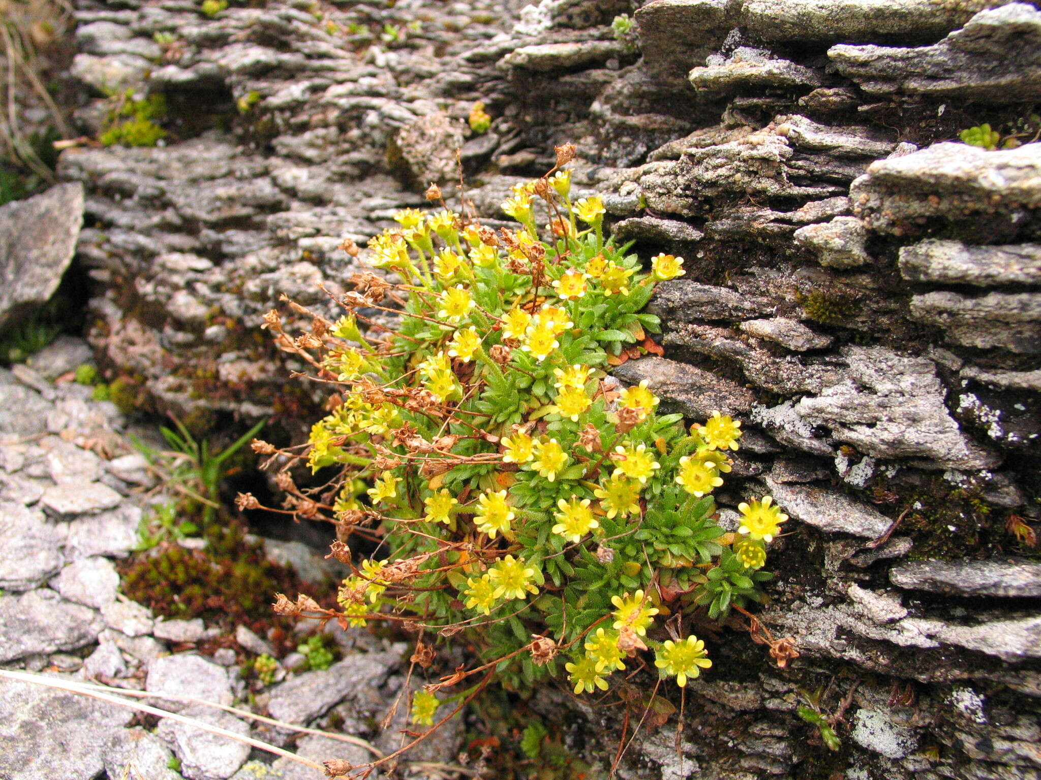 Imagem de Saxifraga seguieri Sprengel