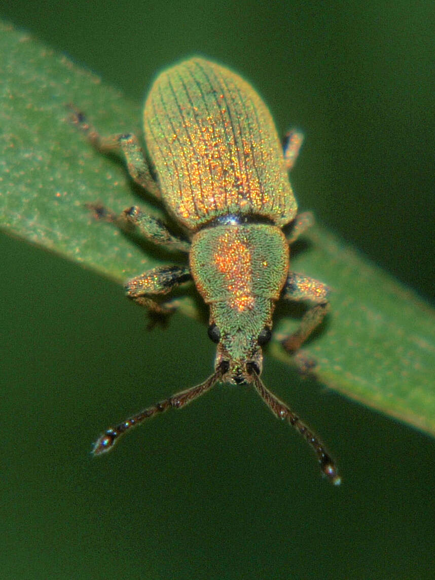 Imagem de Phyllobius (Parnemoicus) roboretanus Gredler 1882