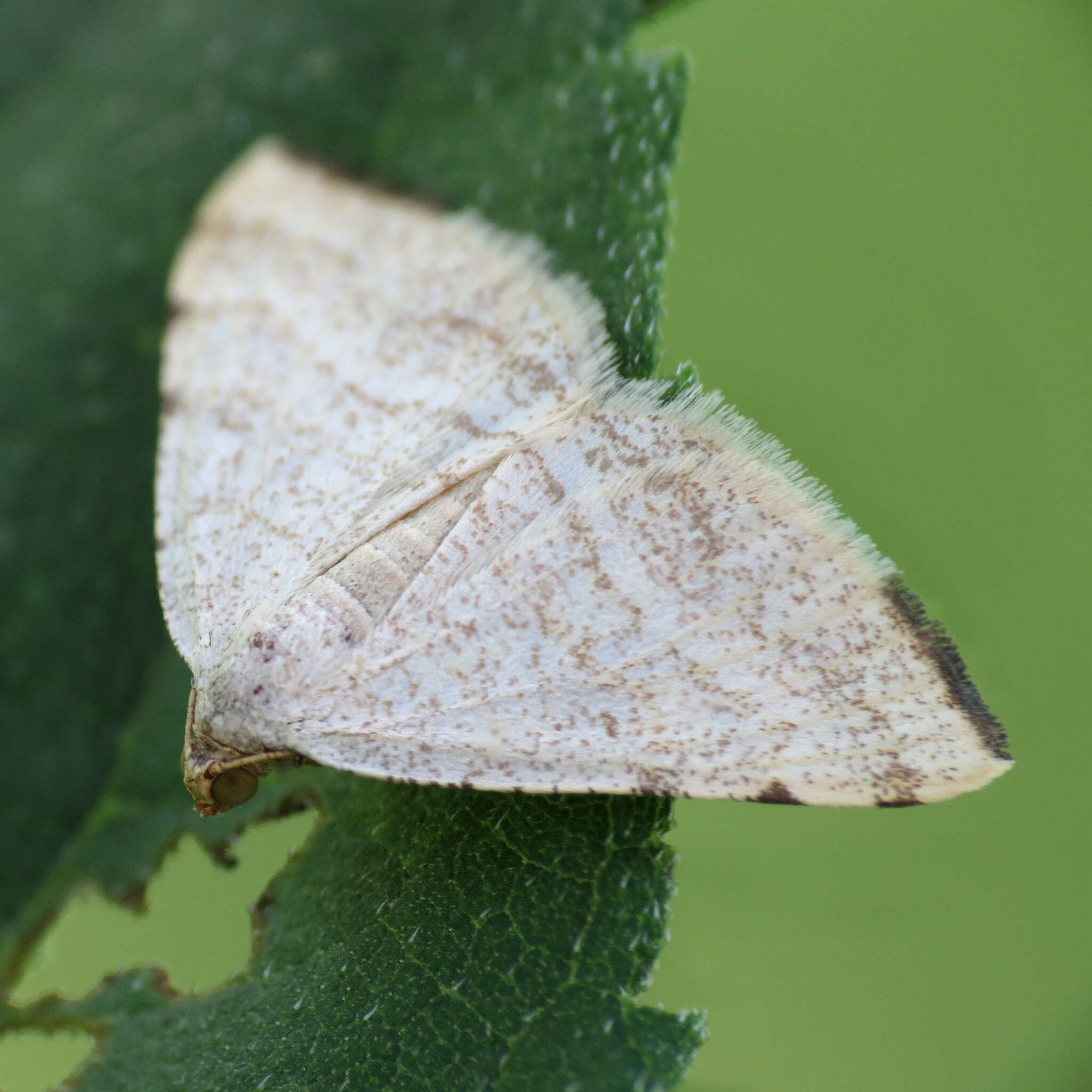 Sivun <i>Taeniogramma octolineata</i> kuva