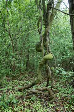 Image de Aristoloche siphon