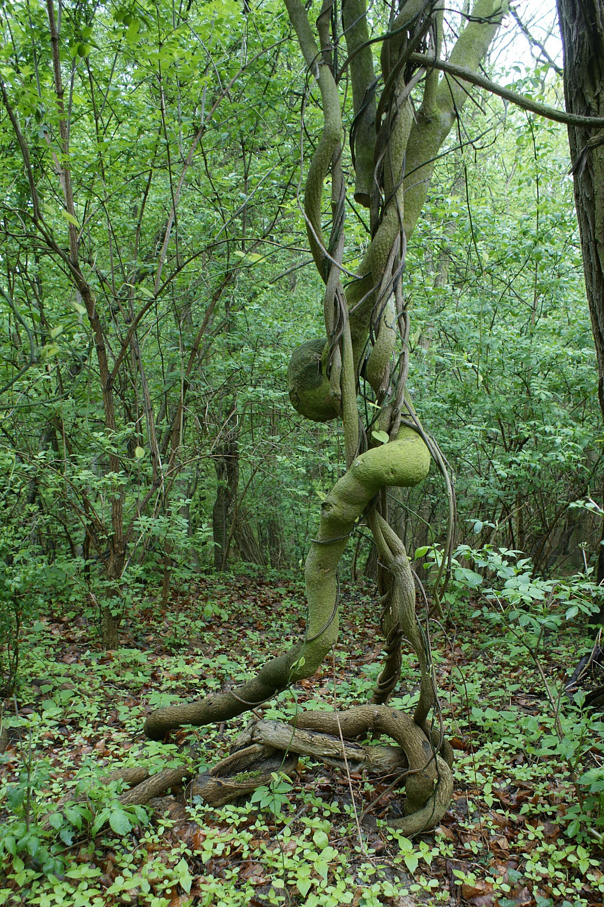 Image de Aristoloche siphon