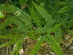 Image of Adiantum diaphanum Bl.