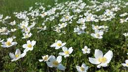 Image of Snowdrop Anemone