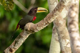 Image of Ivory-billed Aracari