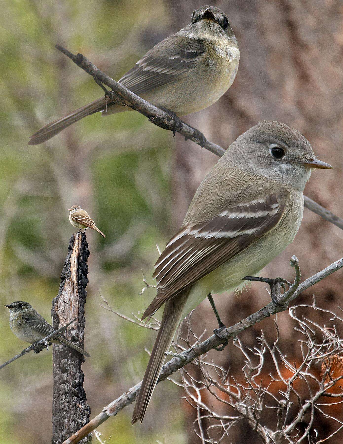 Image of American Dusky Flycatcher