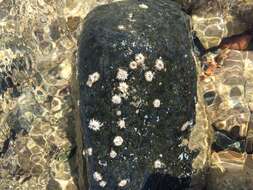 Image of Poli's stellate barnacle