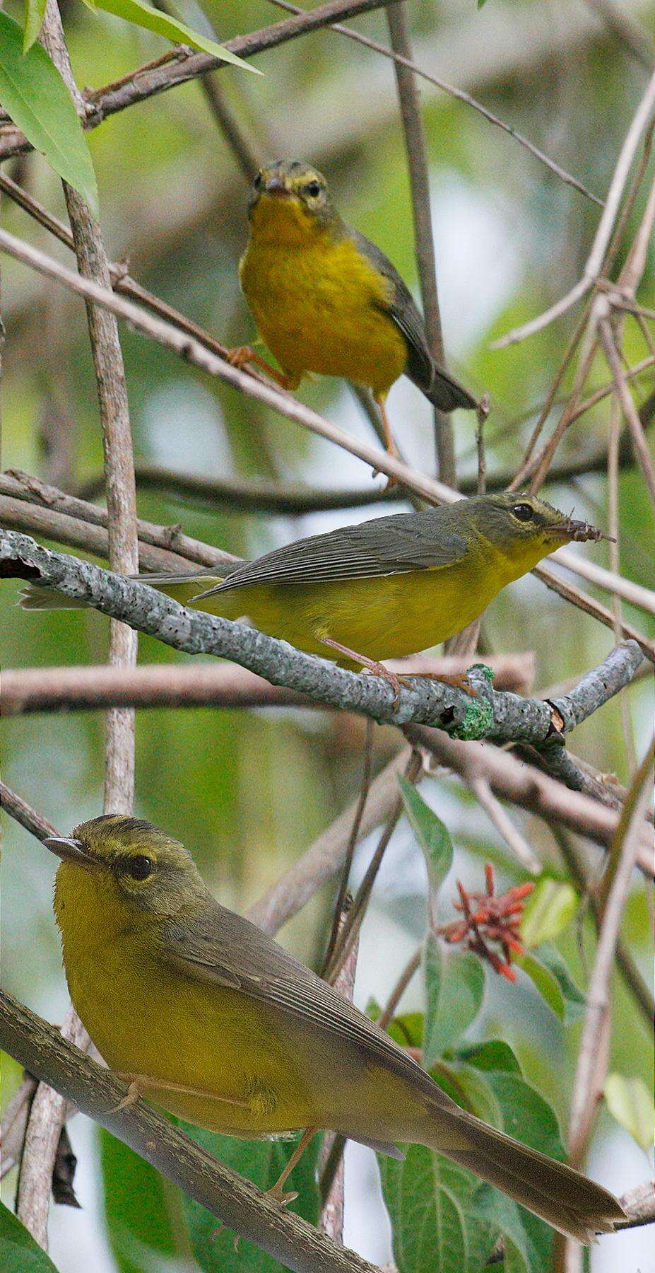 Basileuterus culicivorus (Deppe 1830) resmi