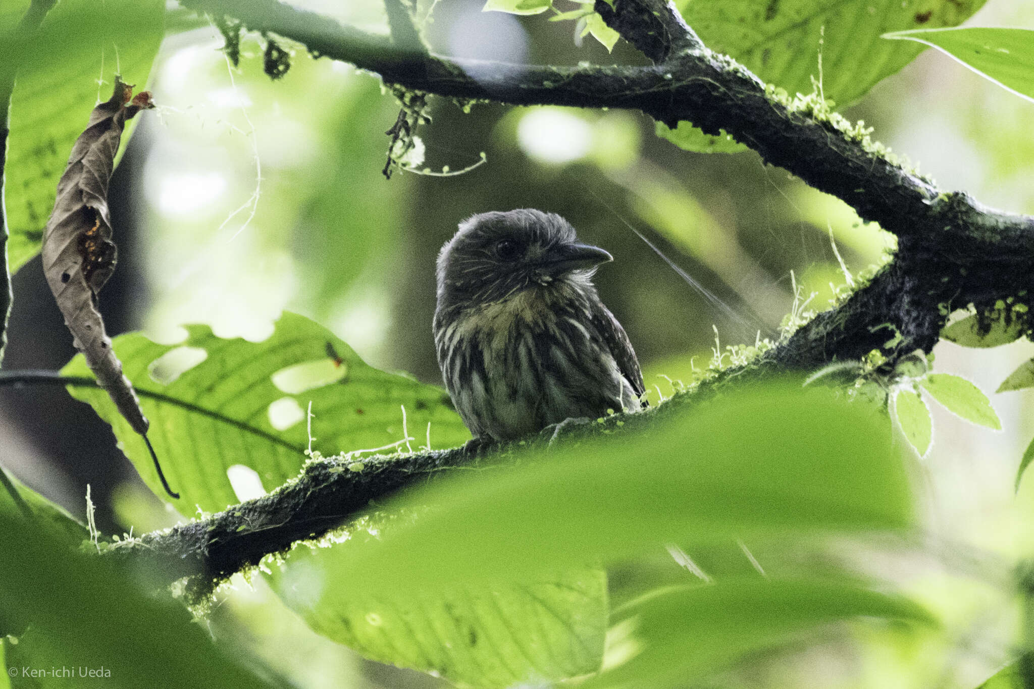 Image of White-whiskered Puffbird