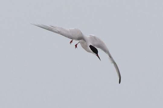 Image of Sterna hirundo hirundo Linnaeus 1758