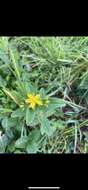 Image of Blue Ridge St. John's-Wort