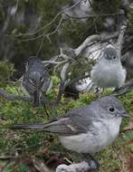 Plancia ëd Vireo vicinior Coues 1866