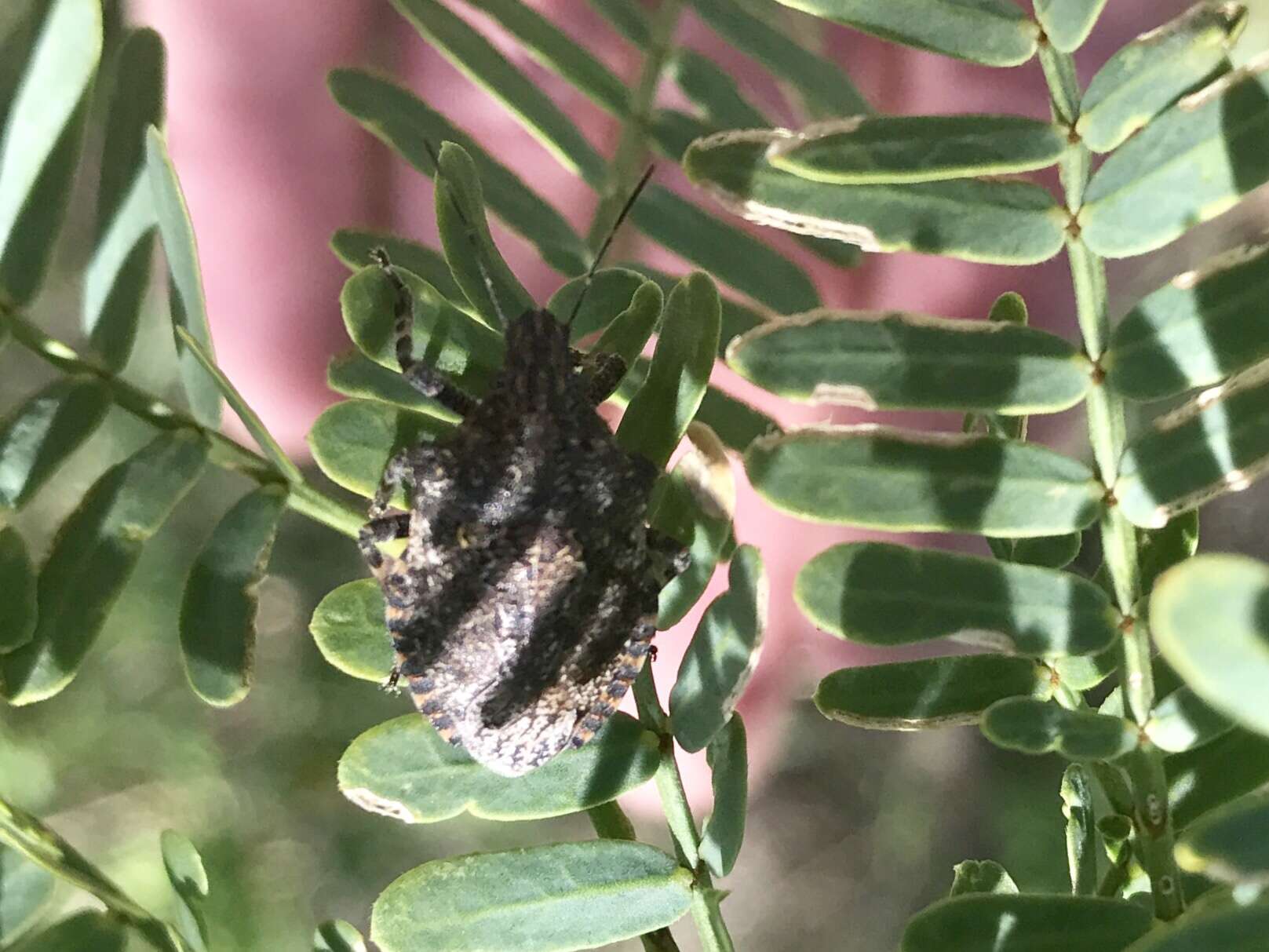 Image de Brochymena parva Ruckes 1946