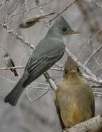 Image of Greater Pewee