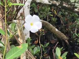 Image of Mangrovevine