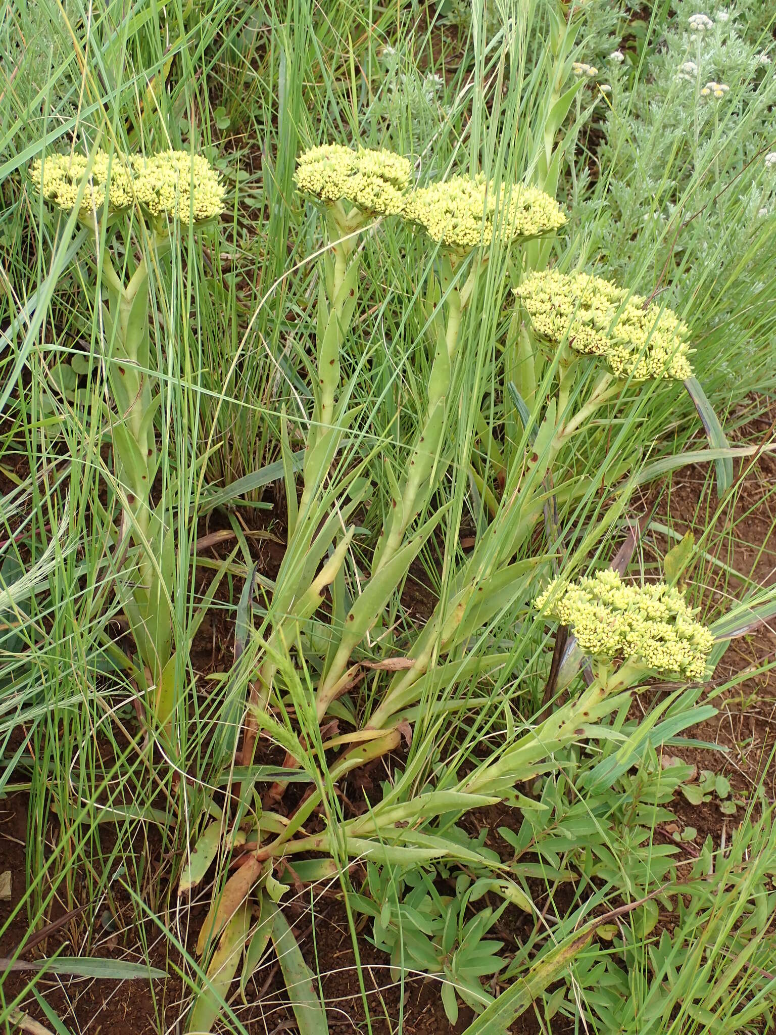 Crassula vaginata subsp. vaginata resmi