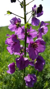 Image of Purple mullein