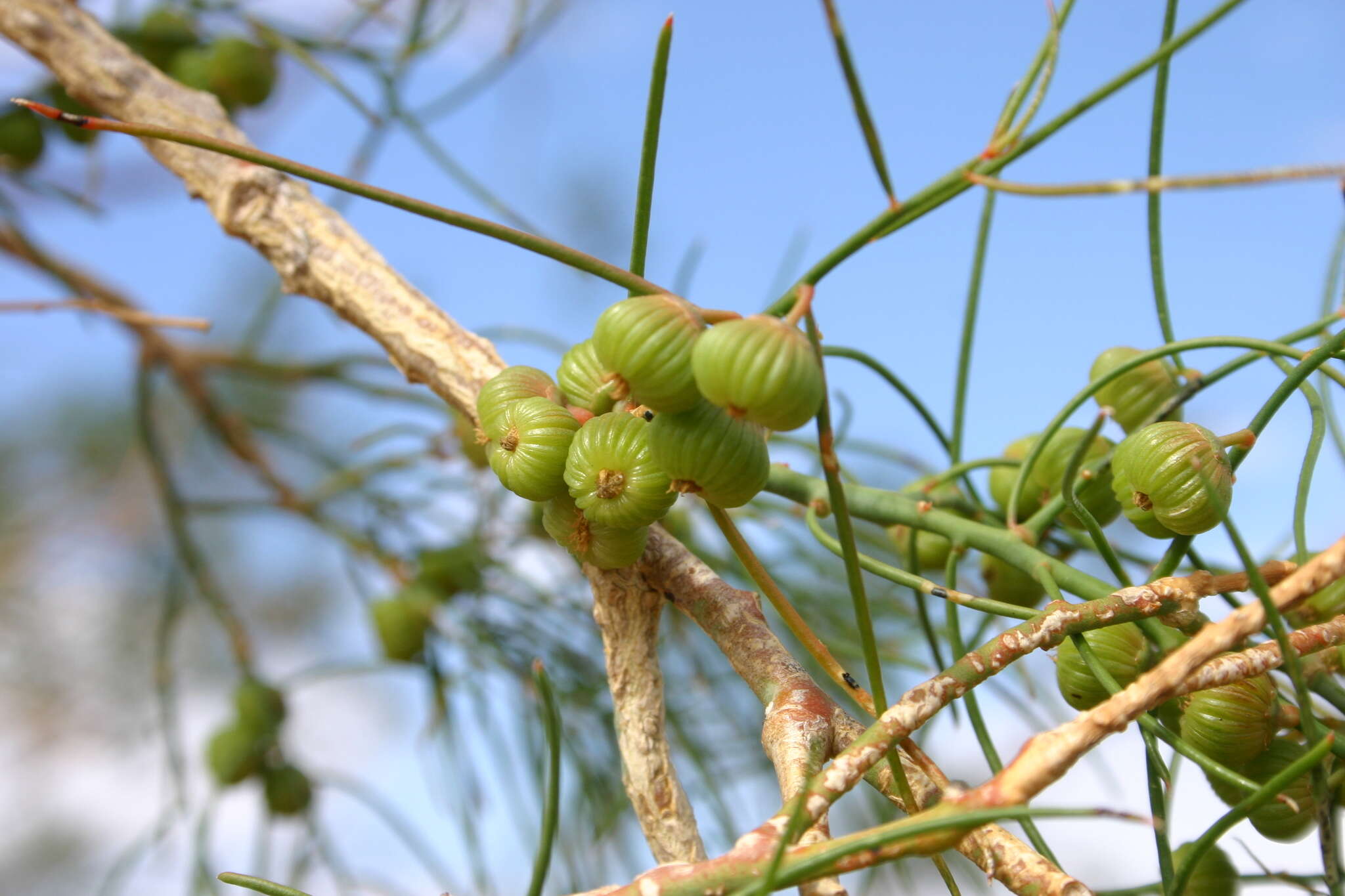 Image de Gyrostemon ramulosus Desf