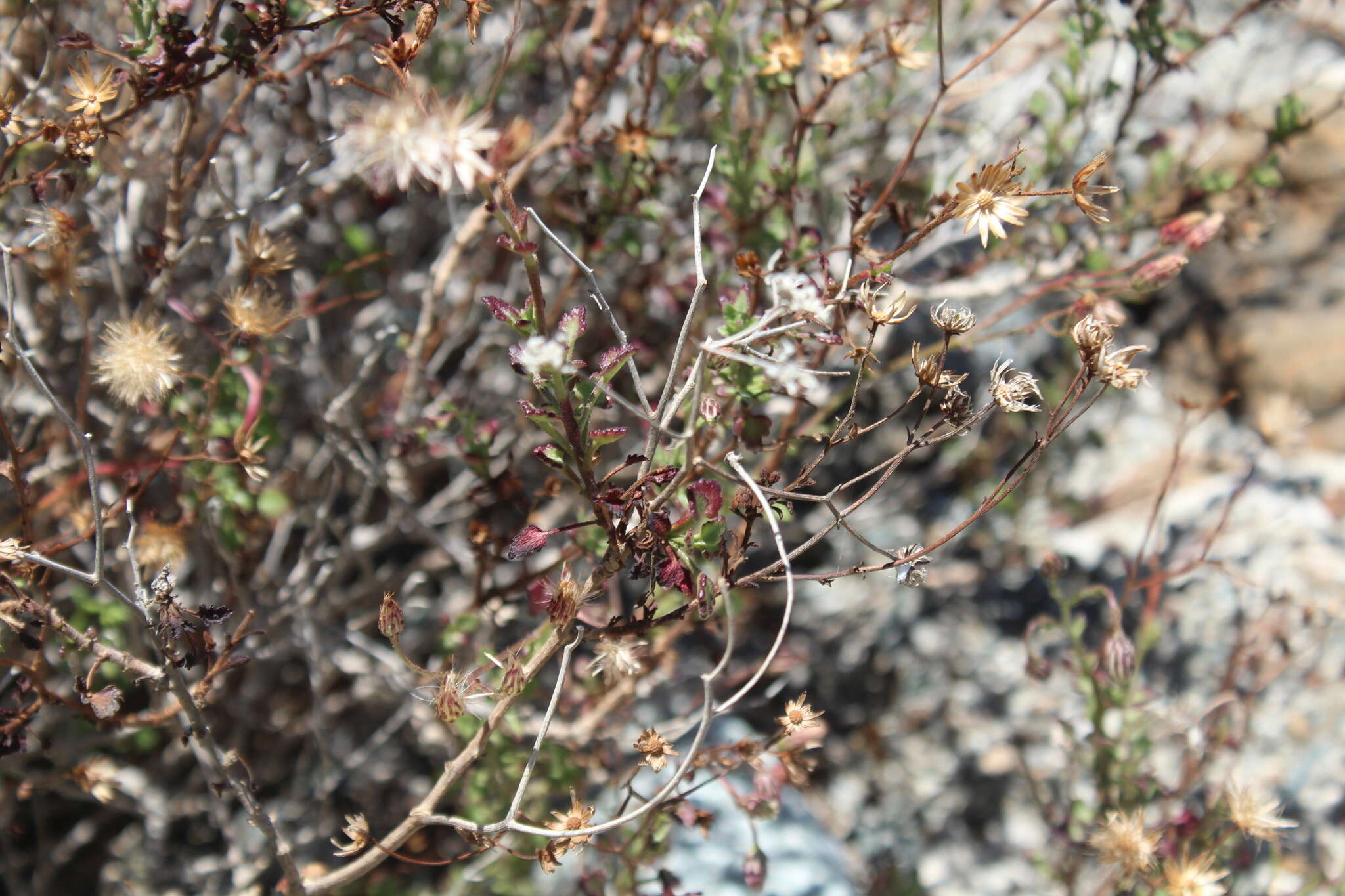 Image of Pleurocoronis laphamioides (Rose) R. King & H. Rob.