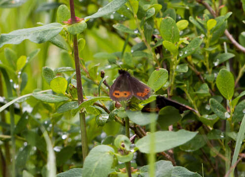 Image of Erebia jeniseiensis Trybom 1877