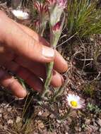 Image of Pink Everlasting