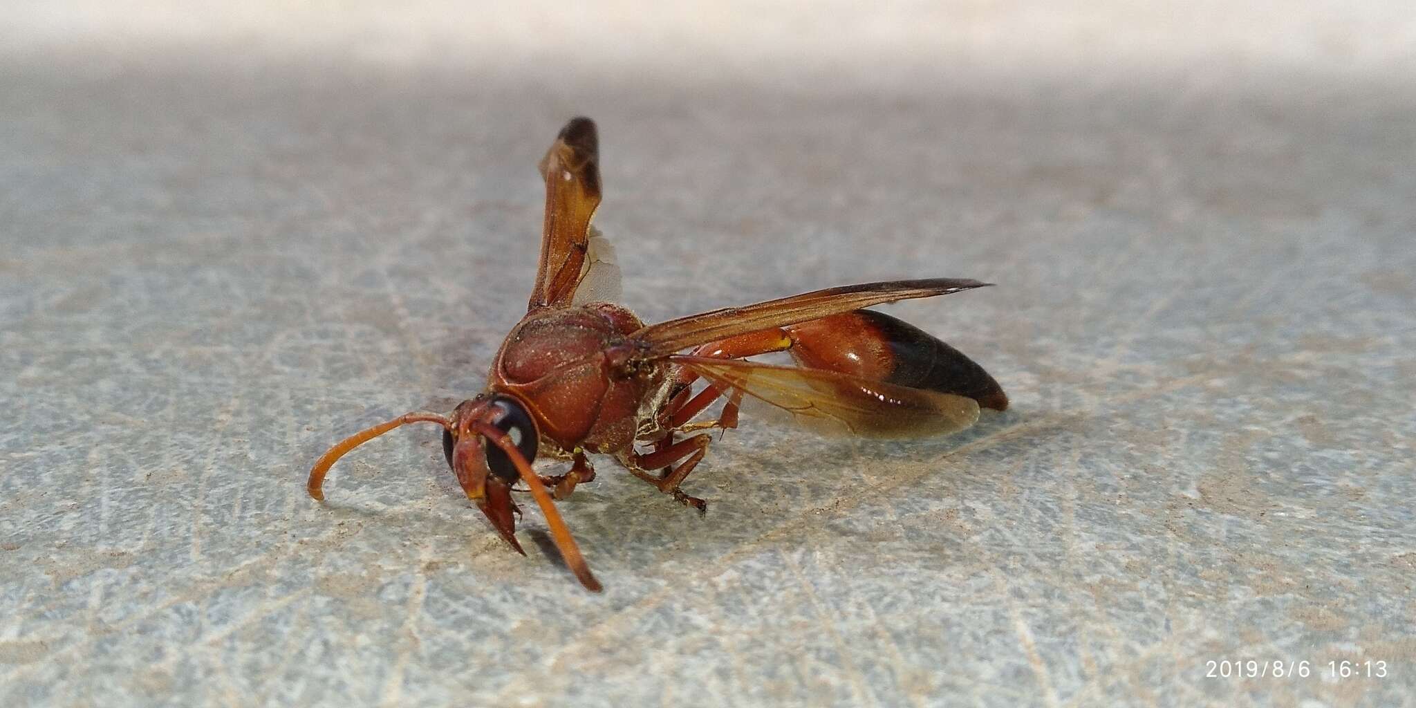 Image of Caterpillar hunting wasp