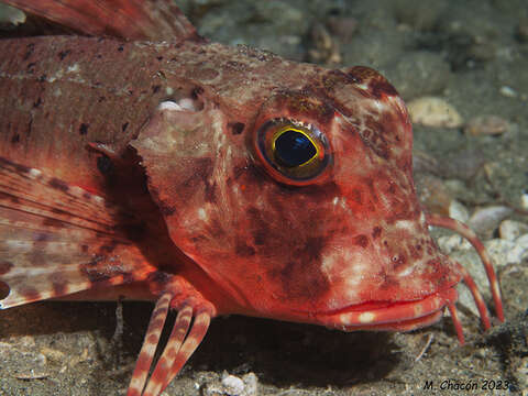 Image of Rock Gurnard