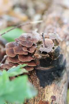 Image of Gymnopus foetidus (Sowerby) P. M. Kirk 2014