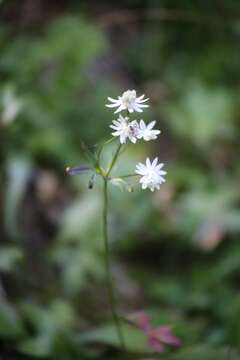 Imagem de Astrantia bavarica F. W. Schultz