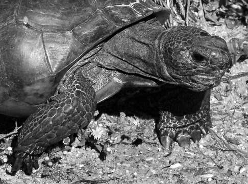 Image of (Florida) Gopher Tortoise