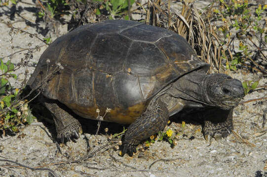 Image of (Florida) Gopher Tortoise